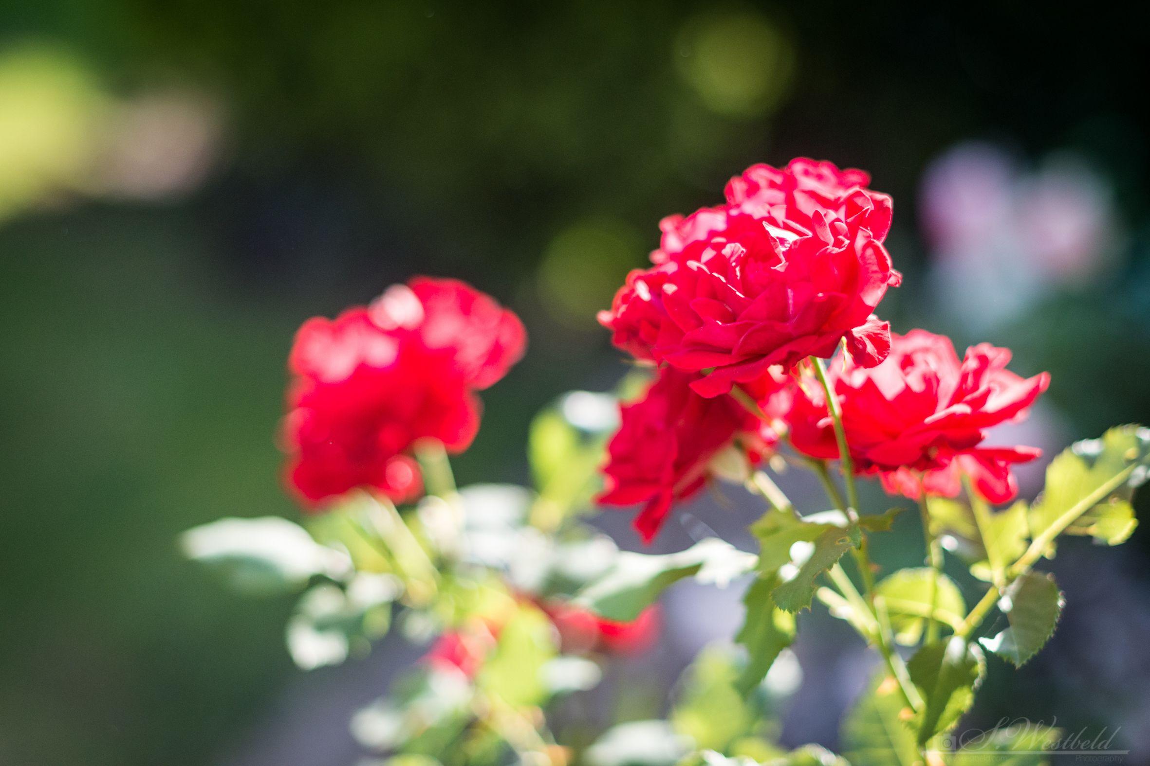 Haus Am Zoo Düsseldorf